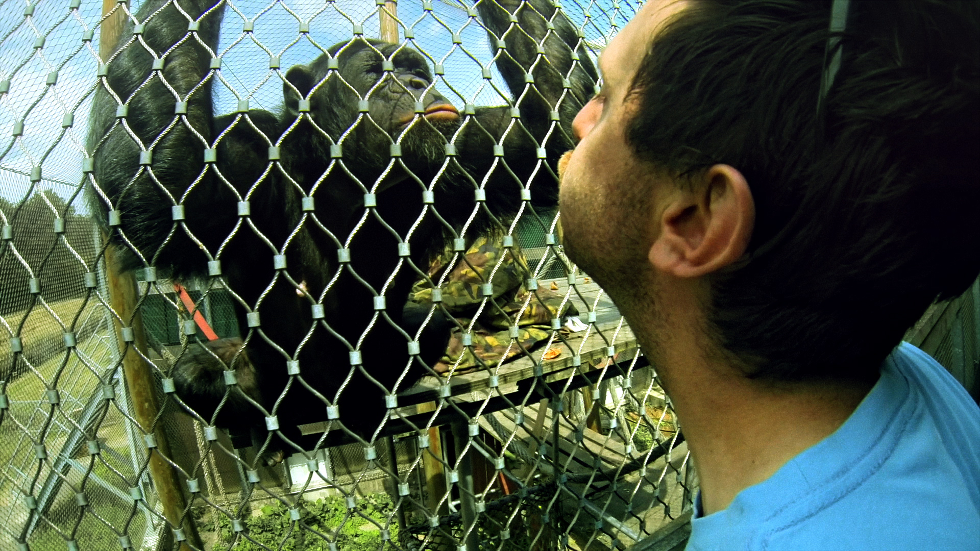 The Chimpanzee Complex - Bertha DocHouse