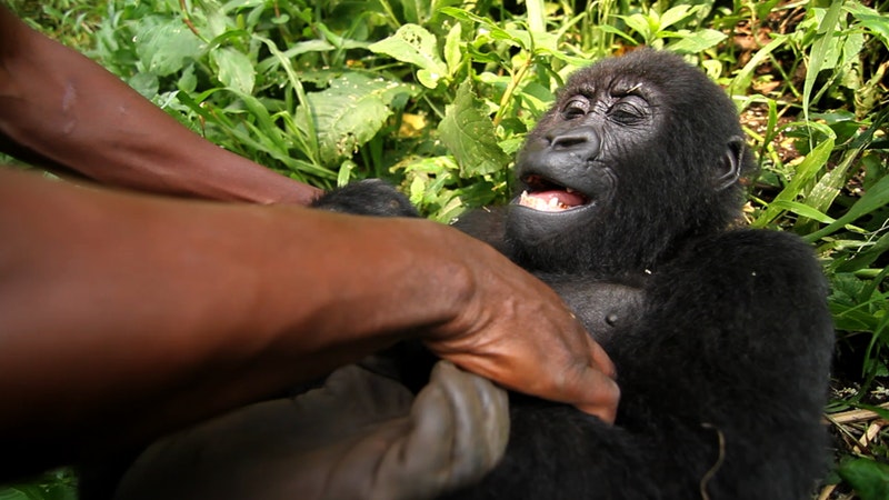 A chimpanzee is tickled and smiles